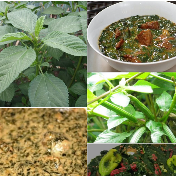 UN LÉGUME "AFRICAIN" À CONNAÎTRE AB-SO-LU-MENT ! OUBLIE LES ÉPINARDS SURGELES…