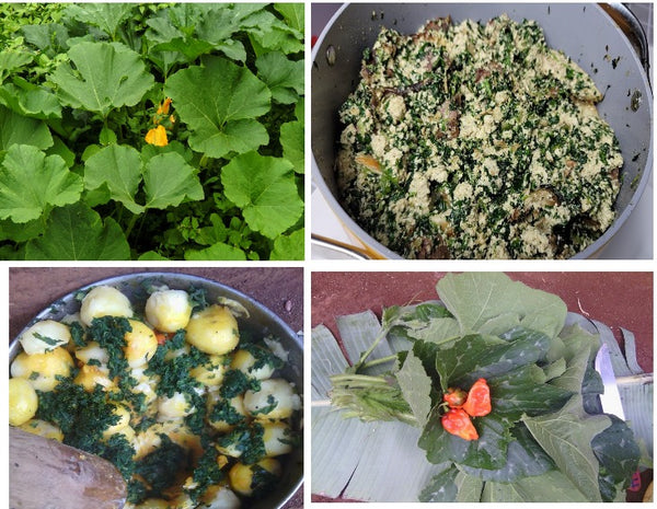 🔰7 RAISONS DE CONSOMMER LES FEUILLES DE COURGE / MELON!