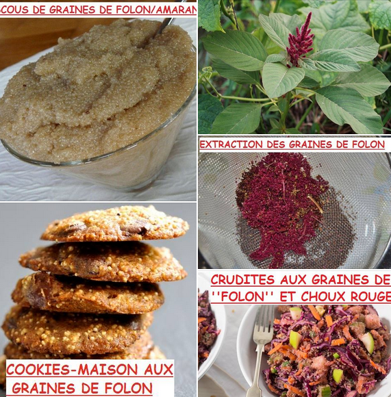 🎯LE FOLON; SES FLEURS ET GRAINES, PLUS NUTRITIVES ENCORE QUE SES FEUILLES !!!
