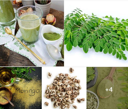*5 FAITS À SAVOIR SUR LE MORINGA !!!*