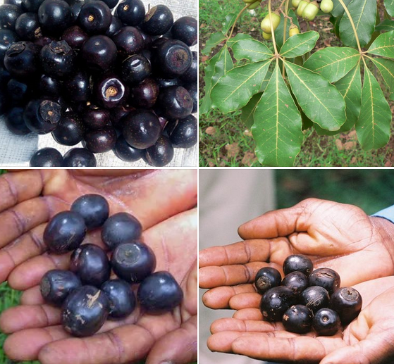 🧆PRUNE NOIRE, BOIS DE BOUCHON DÉCOUVRE CETTE PEPITE TROPICALE !